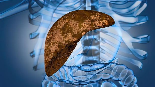 The liver is needed to digest food and cleanse your body of toxic substances. 3D illustration