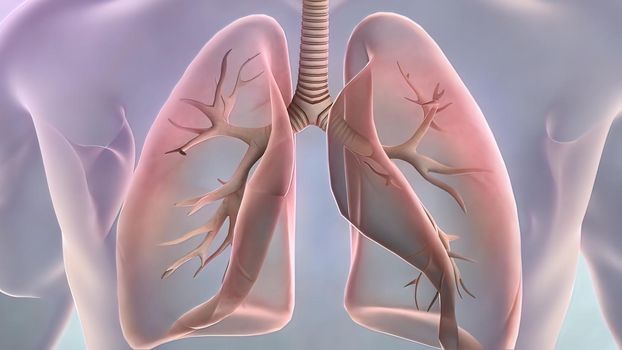 The lungs are a pair of spongy, air-filled organs located on either side of the chest.3D illustration