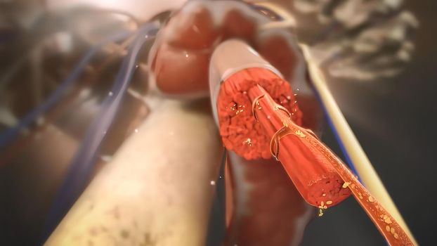 Human Circulatory System Anatomy Concept. 3d illustration