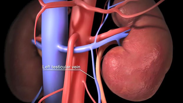 The right testicular vein attaches to the inferior vena cava. The left vein drains into the left renal vein. 3D illustration