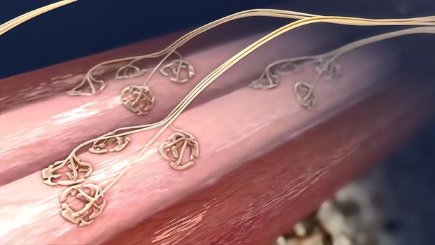 The musculoskeletal system and nervous systems work together to produce movement and keep your organs functioning. 3D illustration