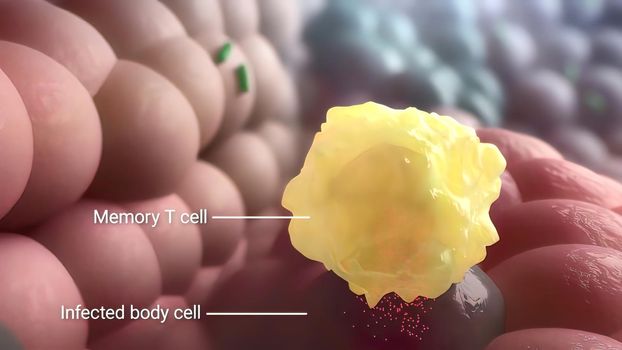 Memory T cell destroys infected cells 3D illustration