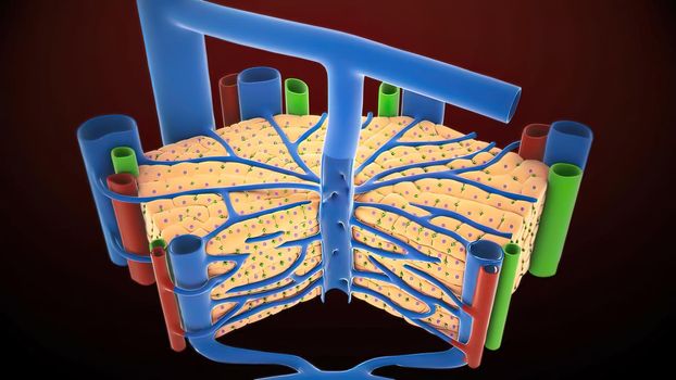 The liver is needed to digest food and cleanse your body of toxic substances. 3D illustration