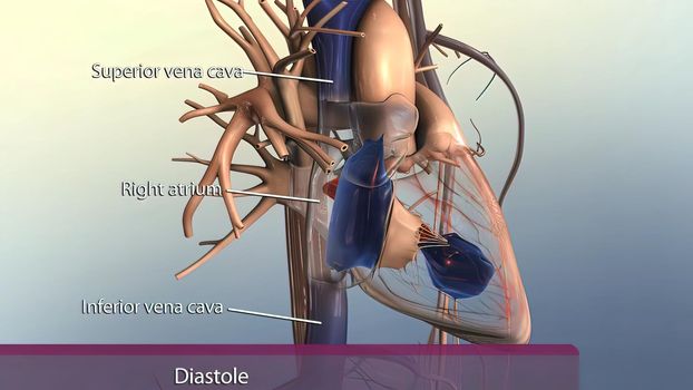 Muscle parts of the human heart 3D illustration