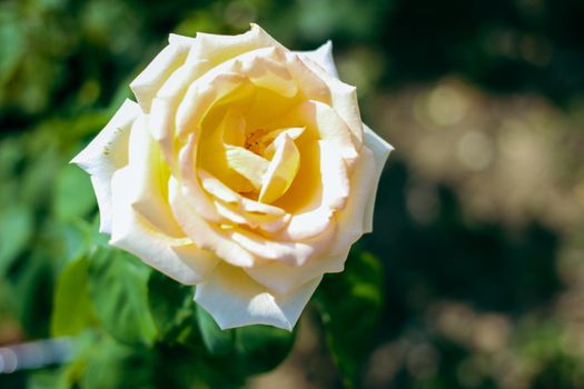 Beautiful Selection Rose Close-up in Summer Sunny Garden. Romantic Floral Bakcground or Greeting Card. High quality photo