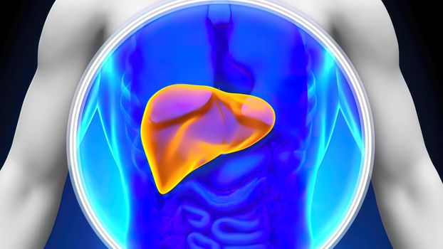 Transparent male internal organs functioning of the liver. 3D Medical 3D illustration