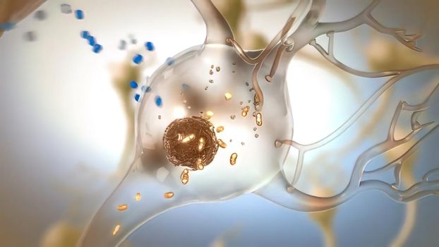 Mitochondrial DNA is the small circular chromosome found inside mitochondria. These organelles found in cells have often been called the powerhouse of the cell. 3D illustration