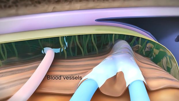 Membranes that protect the brain 3D illustration