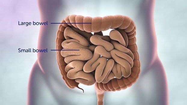 The intestine is part of the digestive system. It is made up of the small intestine and the large intestine. The colon and rectum are parts of the large intestine. 3D illustration