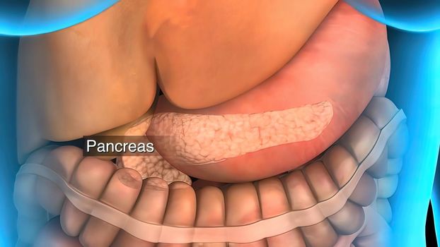 3D animated male internal organs anatomy 3D illustration