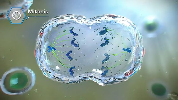 3D illustration of mitosis cell division - mitotic chromosome