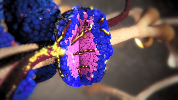 Pancreatic islet cells are the main source of insulin and glucagon, which are produced by cells and cells, respectively. 3D illustration