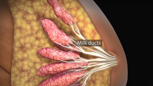 The mammary gland is a gland located in the breasts of females that is responsible for lactation, or the production of milk 3D illustration