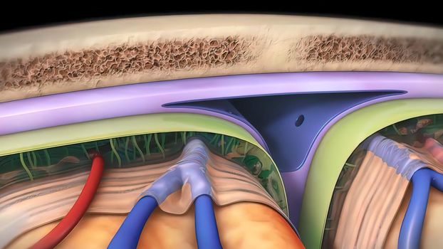 Membranes that protect the brain 3D illustration