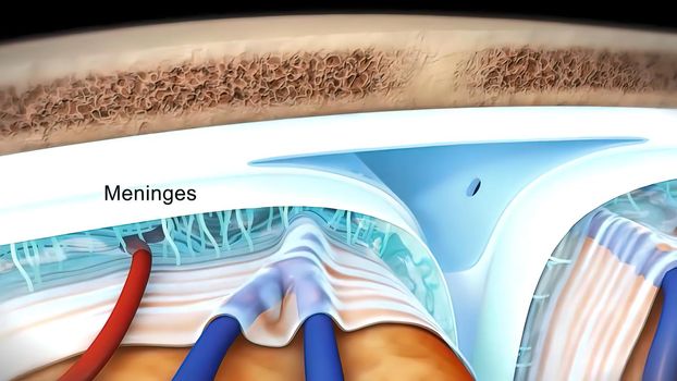 The meninges refer to the membranous coverings of the brain and spinal cord. There are three layers of meninges, known as the dura mater, arachnoid mater and pia mater. 3D illustration