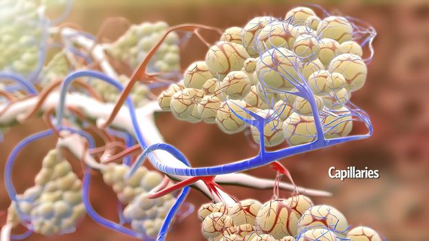 The structure of the human lungs and the working system of the respiratory system 3D illustration