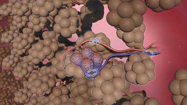 During gas exchange oxygen moves from the lungs to the bloodstream. At the same time carbon dioxide passes from the blood to the lungs. 3D illustration