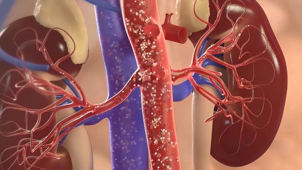 The renal circulation supplies the blood to the kidneys via the renal arteries, left and right, which branch directly from the abdominal aorta. 3D illustration