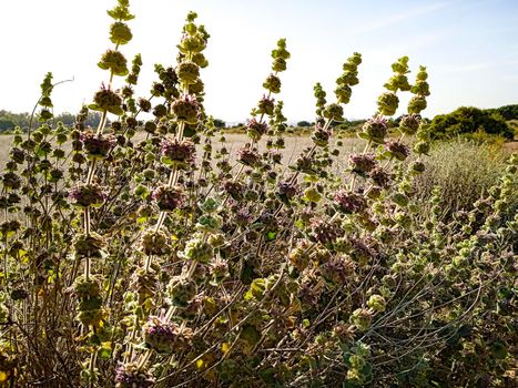 Beautiful Ballota Hirsuta plants in the countryside in Spain