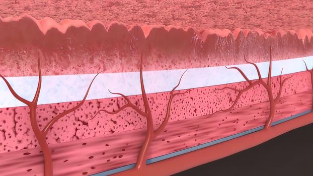 3D close-up Intestinal villi. Intestine lining. Microscopic villi and capillary. Human intestine.3D illustration