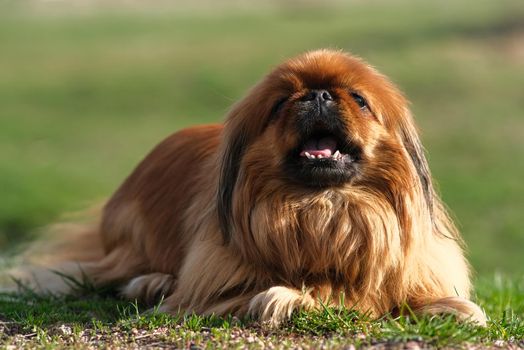 Pekingese dog lies on the green grass. Shaggy elderly Pekingese red color. Cute fluffy dog.