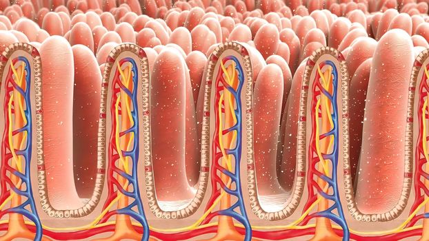 Billions of microbiome attack and destroy virus inside gut. Bacteria being killed by good microorganisms inside human body. 3D illustration