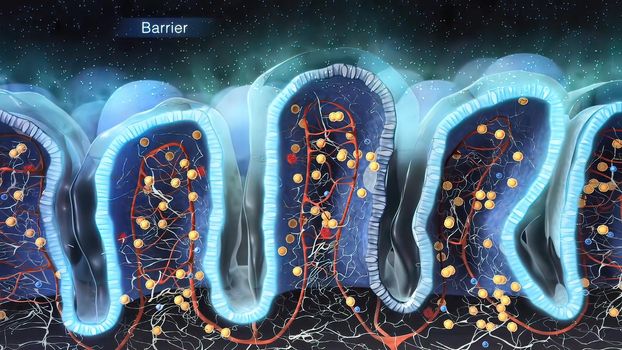 A lymphocyte is a type of white blood cell in the immune system of most vertebrates. 3D illustration