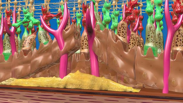 3D illustration Eye's Anatomy, Wet Macular Degeneration