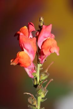 Red flower blossoming macro botanical background Antirrhinum majus family Plantaginaceae big size prints high quality floral home decor