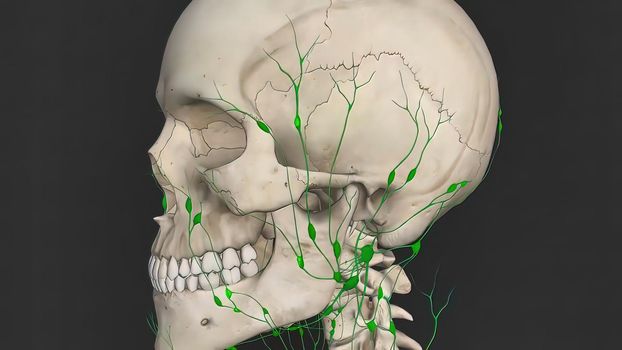 The lymphatic system is an organ system that is part of the immune system in vertebrates and complements the circulatory system. 3D illustration