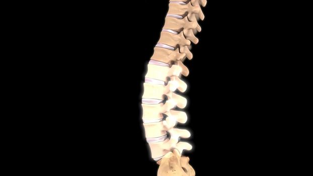 Your lumbar spine is the lower back region of your spinal column or backbone. It consists of five bones 3D illustration