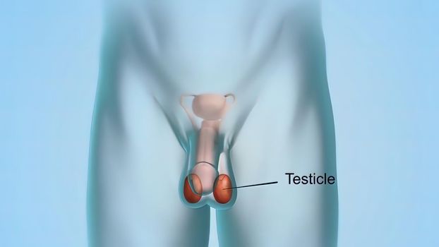 Epididymis, a highly convoluted duct behind the testis, along which sperm passes to the vas deferens. 3D illustration