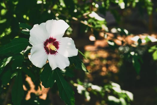 The rose hip or rosehip, also called rose haw and rose hep, is the accessory fruit of the various species of rose plant.