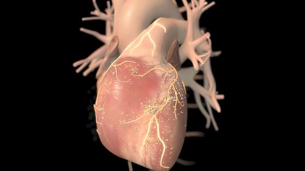 Human heart, realistic anatomy 3d model of human heart on the monitor, visual heart beating. Human anatomy, cardiovascular system.3D illustration