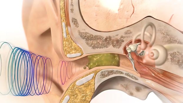 3D Human Ear Anatomy System 3D illustration