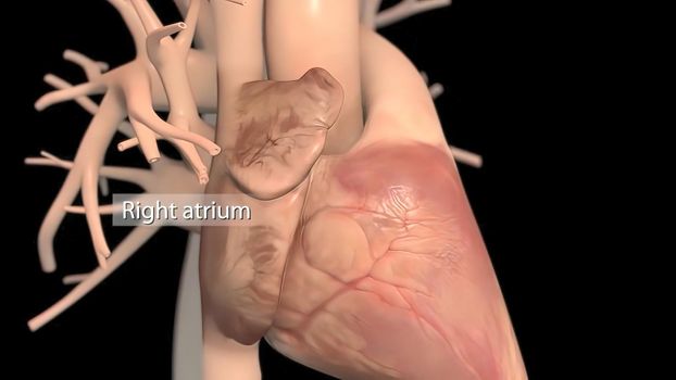 Human heart, realistic anatomy 3D illustration