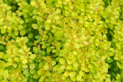 multicolored shrub leaves close-up as a background. High quality photo