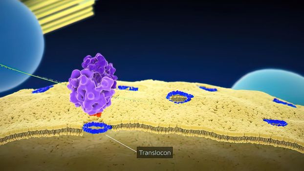 Ribosomal DNA (rDNA) is a DNA sequence that codes for ribosomal RNA 3D illustration