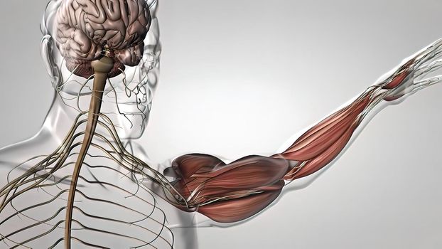 muscle and nervous system in the arm 3D illustration