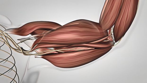 muscle and nervous system in the arm 3D illustration