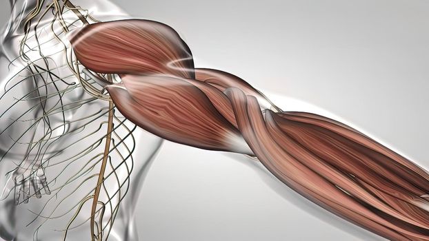 muscle and nervous system in the arm 3D illustration