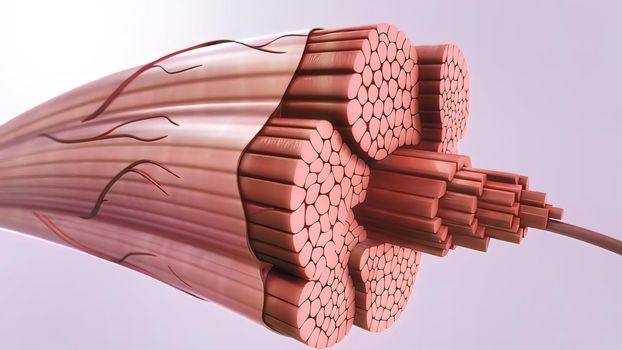 muscles and tendon- 3d illustration