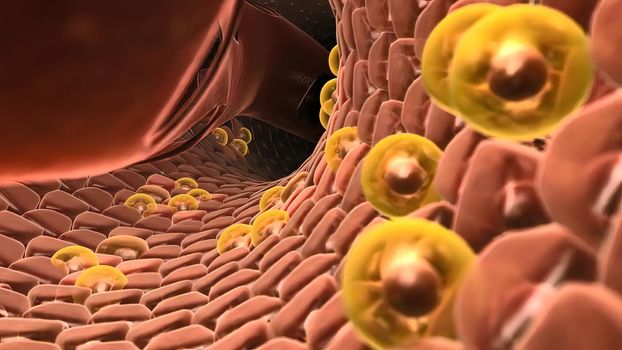 Hepastem - increase of healthy cells in liver 3D illustration