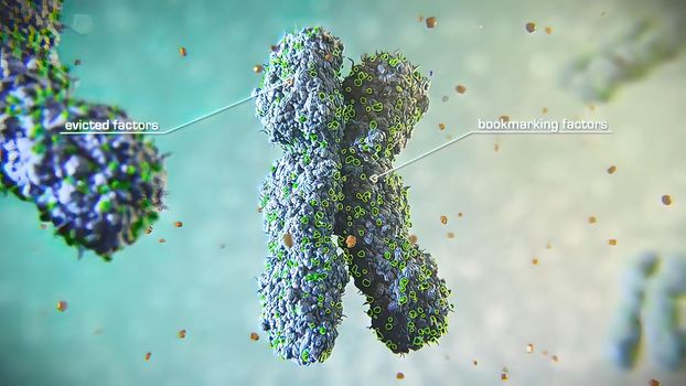 3D illustration of mitosis cell division - mitotic chromosome