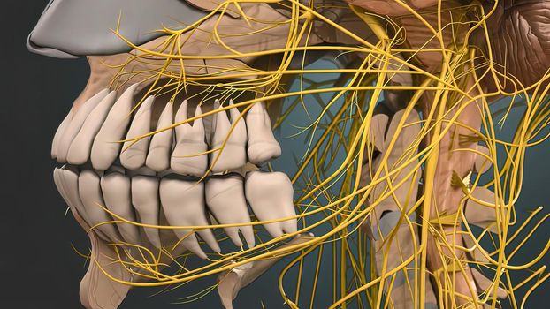 Neuron System in the Human Head 3D illustration