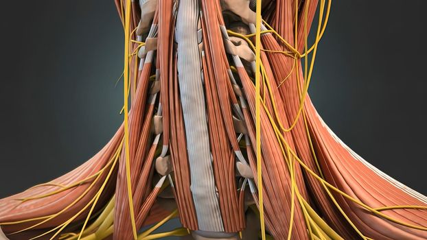 The larynx, commonly called the voice box or glottis, is the passageway for air between the pharynx above and the trachea below 3D illustration