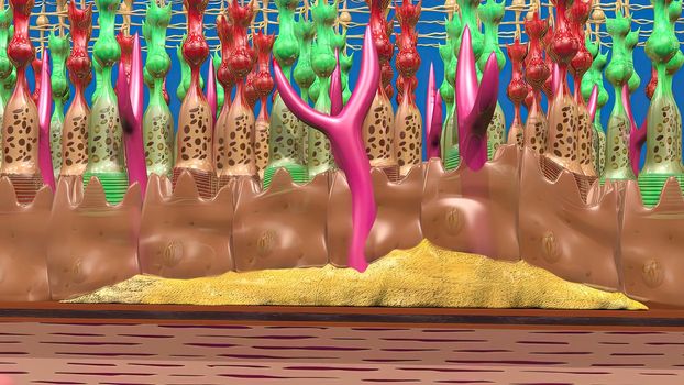 3D illustration Eye's Anatomy, Wet Macular Degeneration