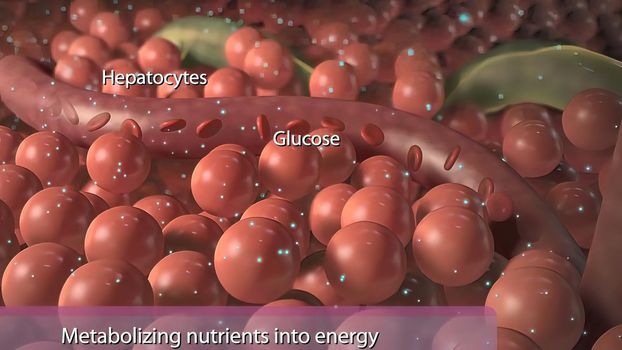 Metabolizing nutriens into energy 3D illustration