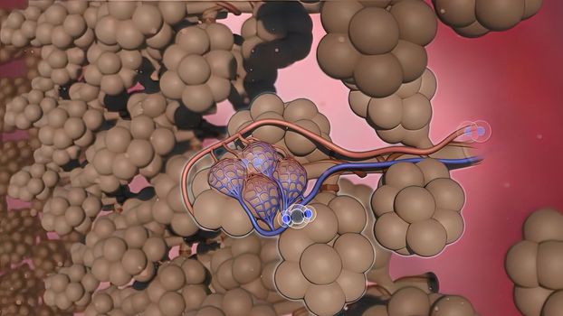 During gas exchange oxygen moves from the lungs to the bloodstream. At the same time carbon dioxide passes from the blood to the lungs. 3D illustration