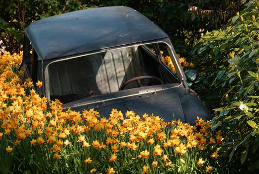 Lisse, Netherlands - March 25 2022 In the annual flower exhibition Keukenhof old car wrecks are combined with daffodils this year. On this photo a black mini cooper